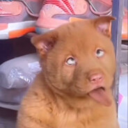 老伏枥骥 志在圈米