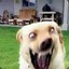 Random Dog