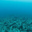 Artificial Tire Reef