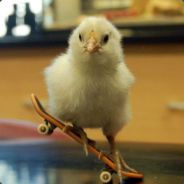 [•̪̀●]PiouPiou NOOB[NS]