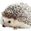 hedgue