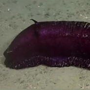 BATATITA