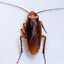 cockroach