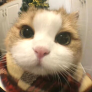 辛逝纪芙音战士