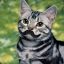 catcatmeow
