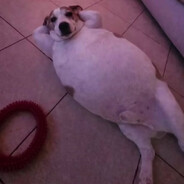 pepita