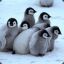 a bunch of antarctic penguins