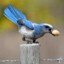 Scrub Jay