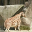 short giraffe