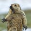 MARMOTEO