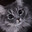 meow