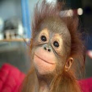 ツ_chimpanzee_ツ avatar