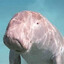 Christian Dugong