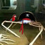 Captain Crab