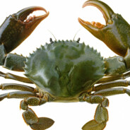 GreenCrab