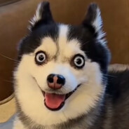 请尽情折磨狗蛋