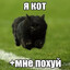 я кот + мне пoxуй