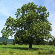 MatZe - steam id 76561197971047045
