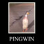 Pingwin 🪿