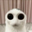 Pooter