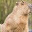 Capybara supremacy