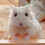 Funny__Hamster