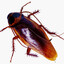 cucaracha