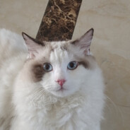 独立团一营长张大彪