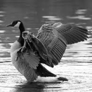 DirectorGeese