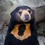 sunbear
