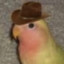 birb_spi