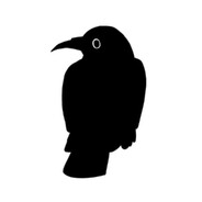 Raven