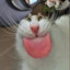 Catnip