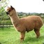 Ancient_Alpaca