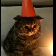 Роман(Бушизм)