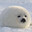 omega seal Steam avatar