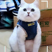 弄弄不爱吃猫粮