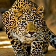 Leoparda
