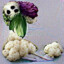 DeadlyCauliFlower.FLS