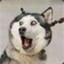 pipiF