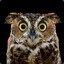 ◣ OwL My GoD ◢