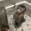 penis2014