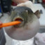 [CBI] Pufferfish