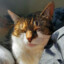 Catspack