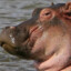 Hippo