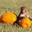 monkey in pumpkin patch Steam avatar