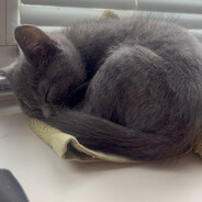Лисёнок my love avatar