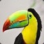 Earl Toucan