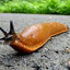 slug