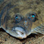 Scoundrel Flounder